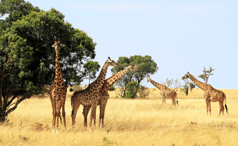 Kurban Bayramı Kenya Safari Zanzibar Turu