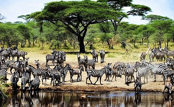 Serengeti Safari ve Zanzibar Turu
