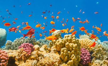 Sharm El Sheikh Kızıldeniz Turu