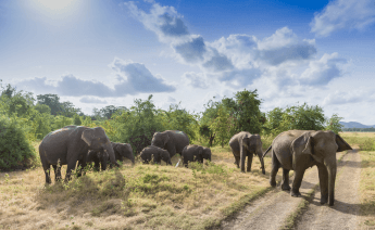 Kurban Bayramı Sri Lanka Turu