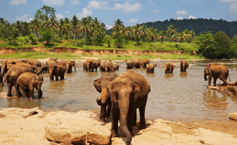 Yılbaşı Promo Sri Lanka Turu