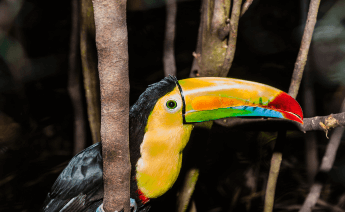 Panama Kolombiya Ekvador Galapagos Adaları Turu