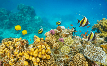 Kurban Bayramı Kahire Sharm El Sheikh Kızıldeniz Turu