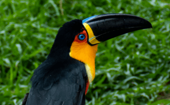 Peru Bolivya Şili Amazon Turu
