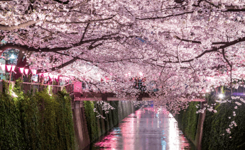Sakura Dönemi Japonya Güney Kore Turu 7