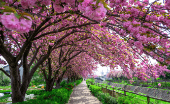 Sakura Dönemi Japonya Güney Kore Turu 10