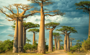Madagaskar Mauritius Turu