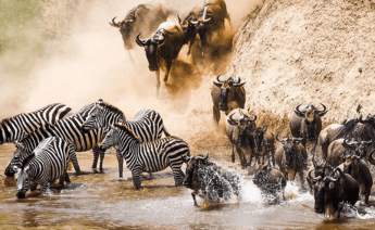 Göç Zamanı Kenya Tanzanya Safari Zanzibar Turu 2027