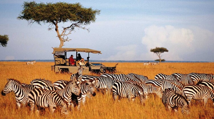 Kenya Safari Turu