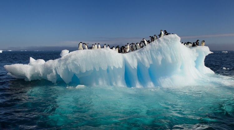 Güney Kutup Adaları ve Antarktika Turu