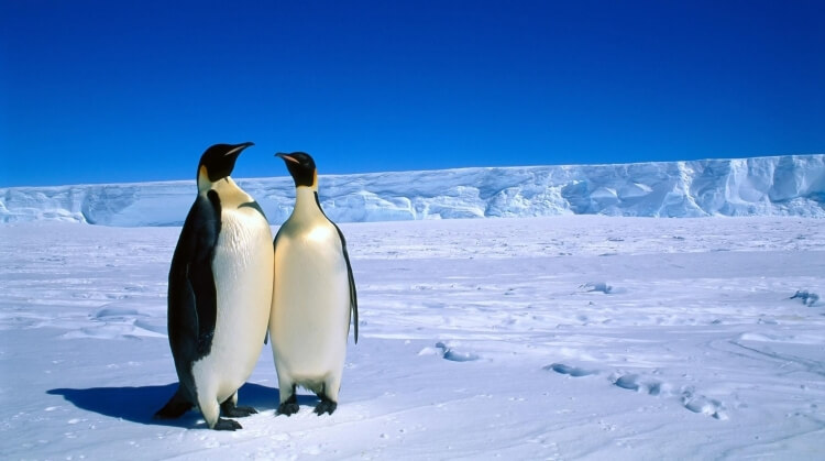 Antarktika ve Güney Kutbu Turu