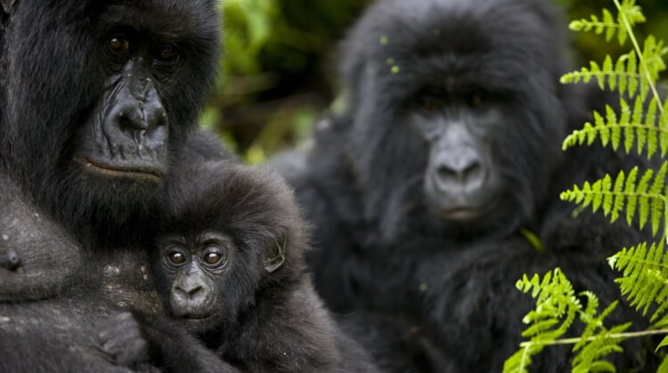 Kenya Uganda Goril Safarisi Turu