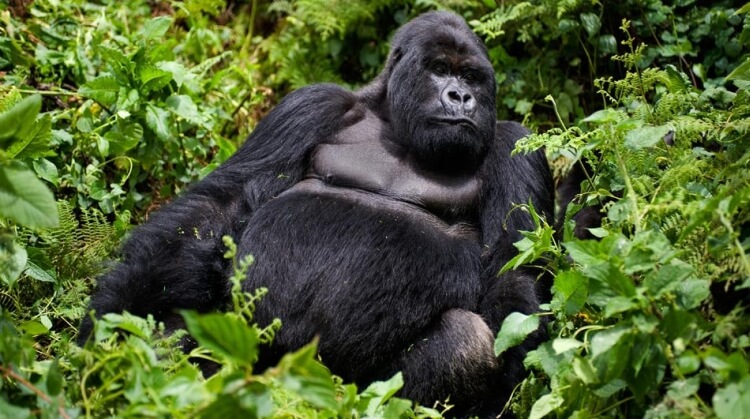 Kenya Uganda Goril Safarisi Turu