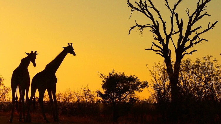 Kurban Bayramı Güney Afrika Turu 