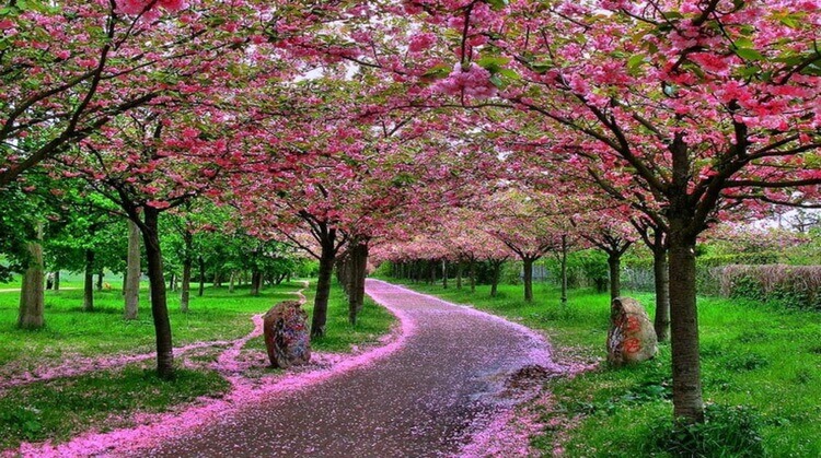 Sakura Dönemi Japonya Güney Kore Turu