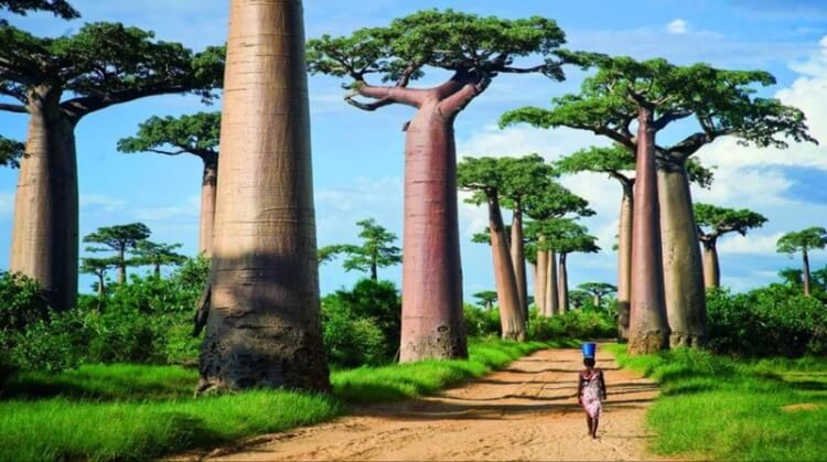 Madagaskar Turu