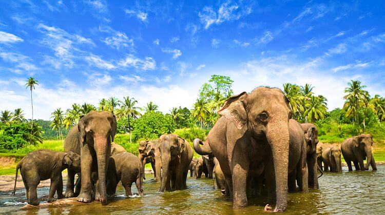 Kurban Bayramı Sri Lanka Turu