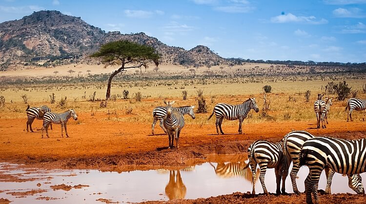 Sömestr Kenya Safari Turu 2