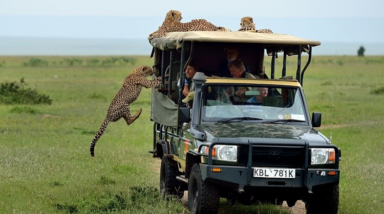 Göç Zamanı Kenya Tanzanya Safari Zanzibar Turu