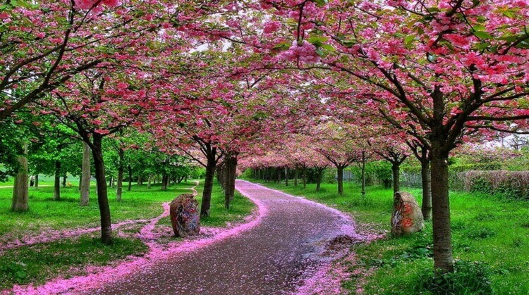 Sakura Dönemi Japonya Güney Kore Turu 2