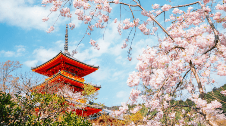 Sakura Dönemi Japonya Güney Kore Turu