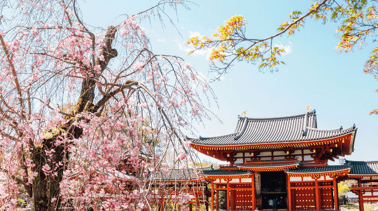Premium Sakura Dönemi Japonya Turu