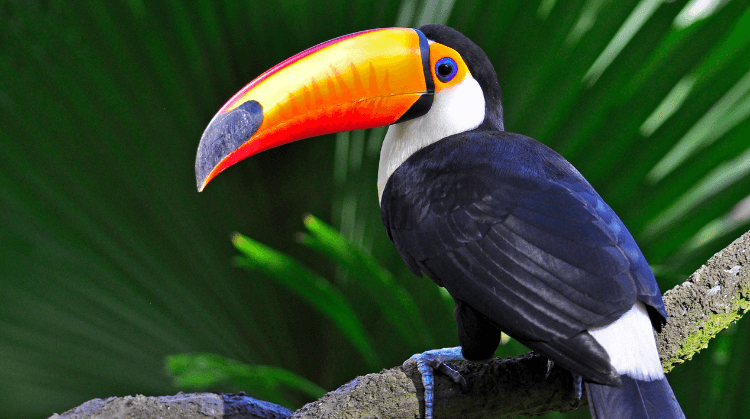 Panama Kolombiya Ekvador Galapagos Adaları Turu