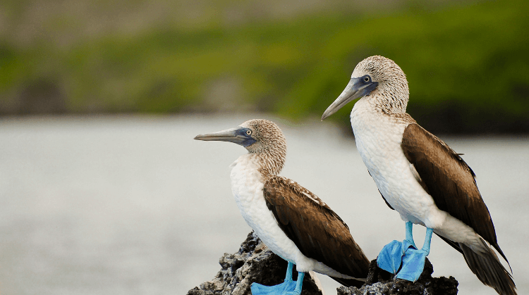 Panama Kolombiya Ekvador Galapagos Adaları Turu
