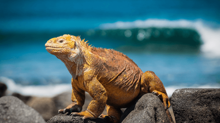 Panama Kolombiya Ekvador Galapagos Adaları Turu