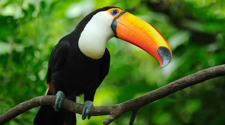Peru Bolivya Şili Amazon Turu