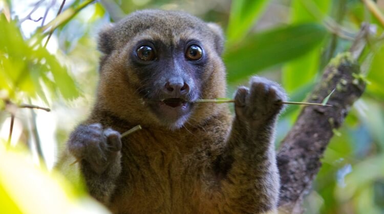 Madagaskar Mauritius Turu