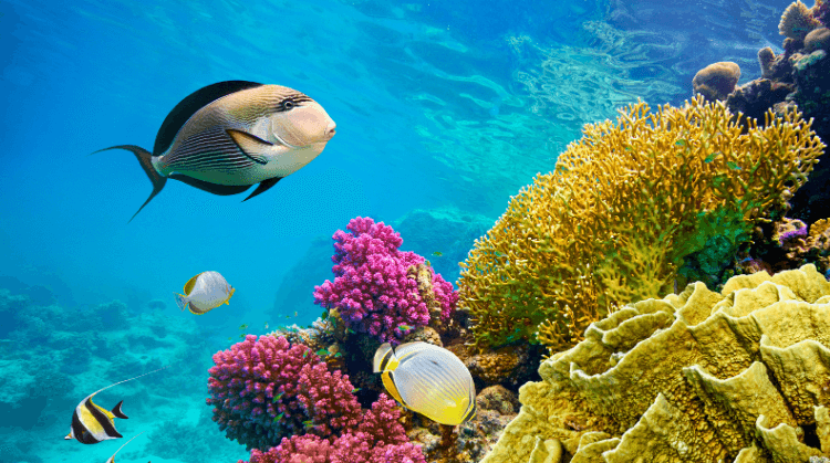 Sharm El Sheikh Kızıldeniz Turu