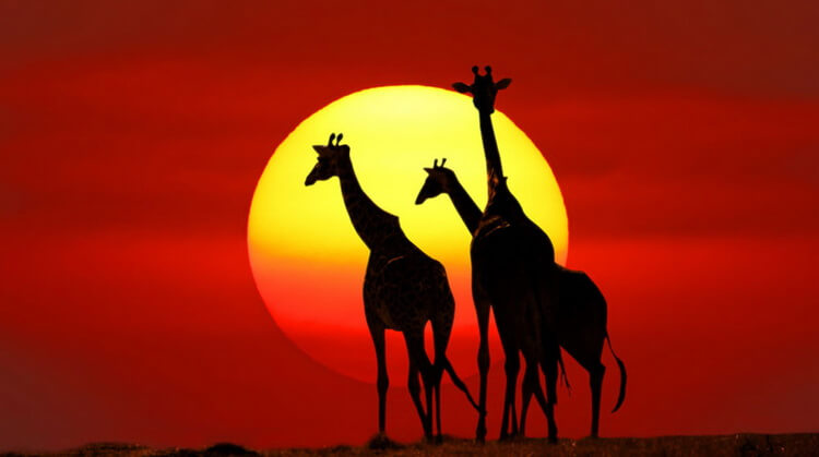 Güney Afrika Turu 5
