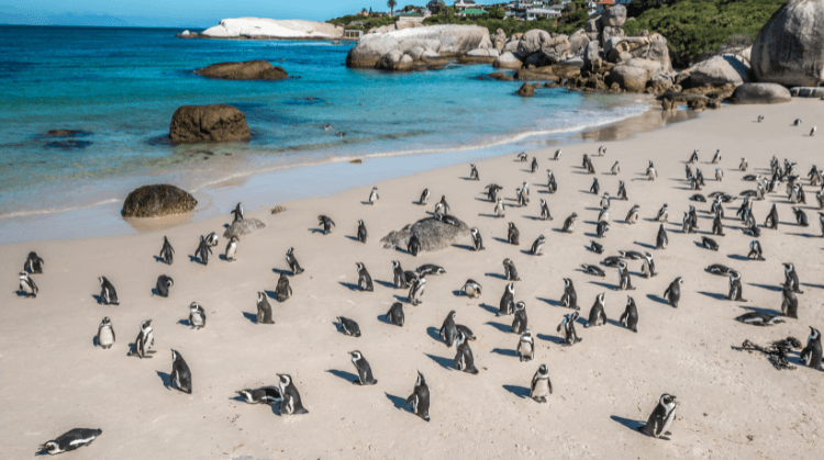 Güney Afrika Turu 2