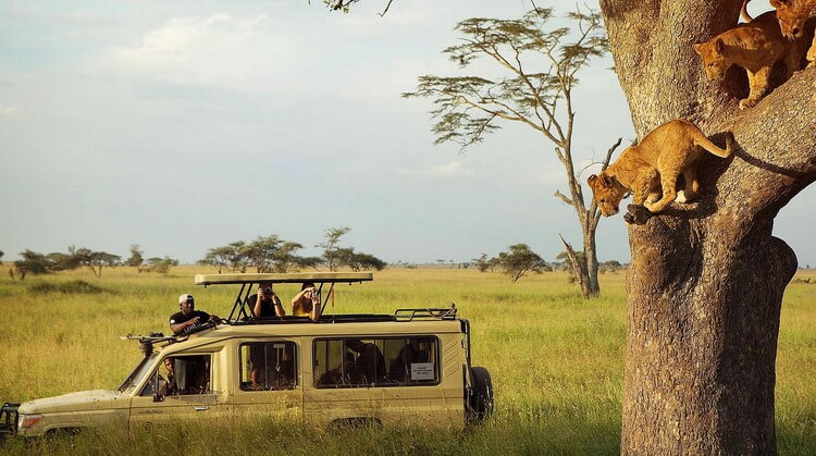 Premium Kenya Safari Turu