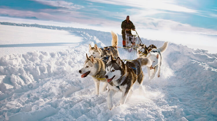 Tüm Turlar Dahil Lapland Kuzey Işıkları Turu 2