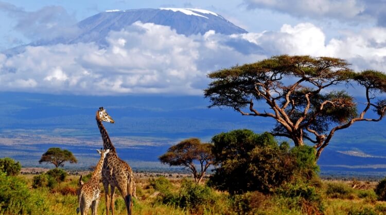 Kenya Tanzanya Safari Zanzibar Turu