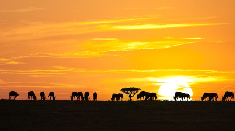 Kenya Tanzanya Safari Zanzibar Turu