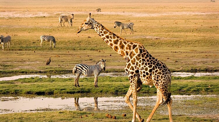 Güney Afrika Botswana Victoria Şelaleri Turu