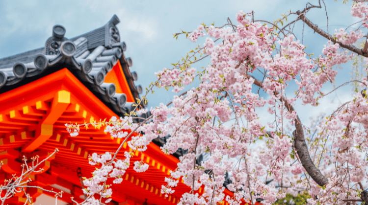 Sakura Dönemi Japonya Turu