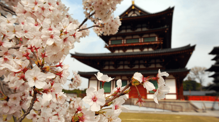 Sakura Dönemi Japonya Turu