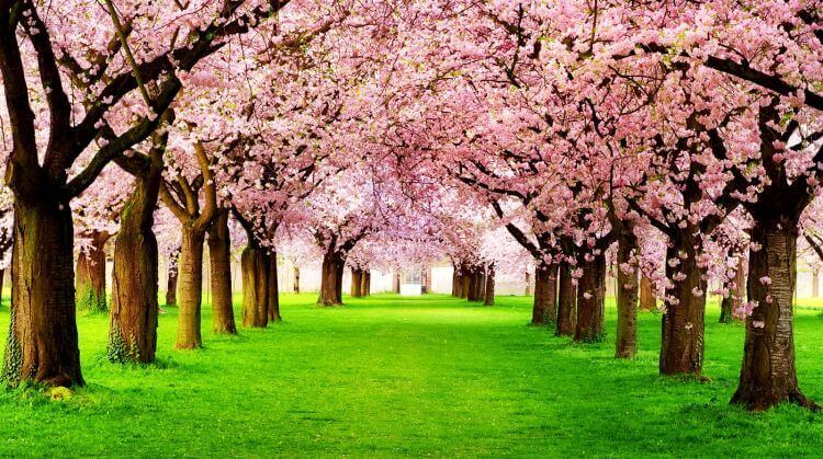 Sakura Dönemi Japonya Güney Kore Turu 6