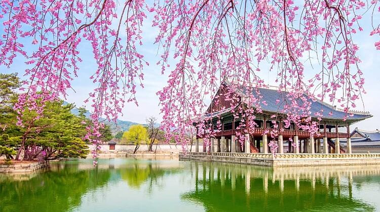 Sakura Dönemi Japonya Güney Kore Turu 6