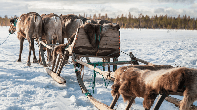 Arkhangelsk Beyaz Deniz ve Kuzey Işıkları Turu
