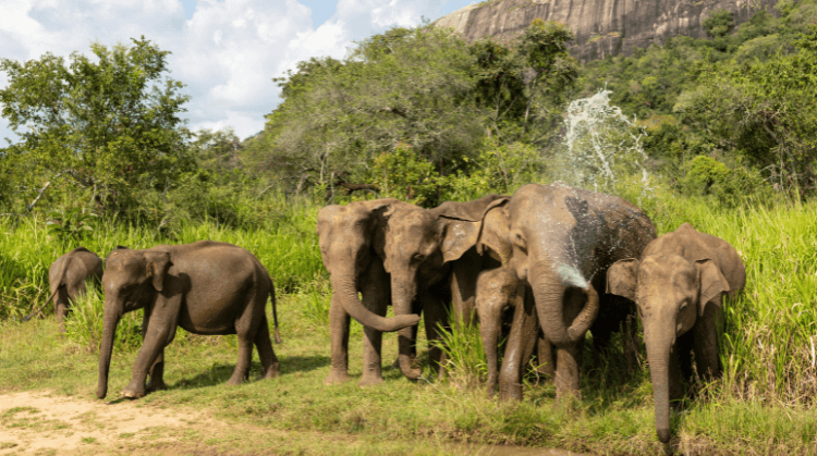 Premium Sri Lanka Maldivler Turu