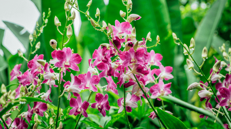 Ramazan Bayramı Kuala Lumpur Singapur Bali Turu 4