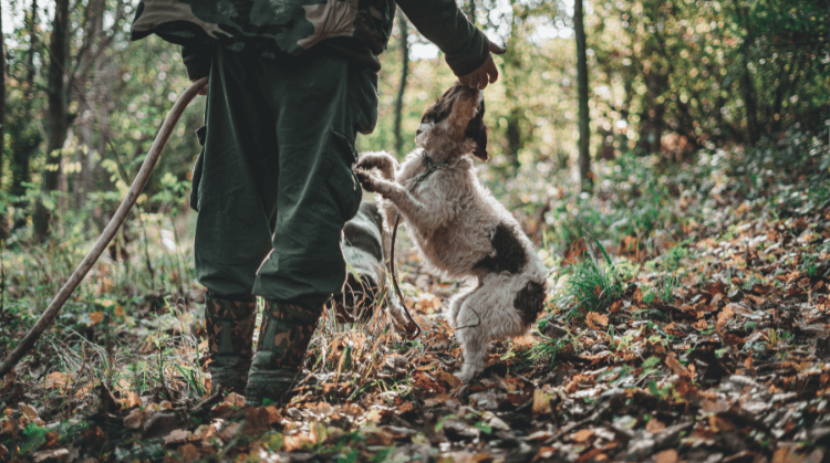 Beyaz Trüfün İzinde İtalya Piedmont Bölgesi Turu