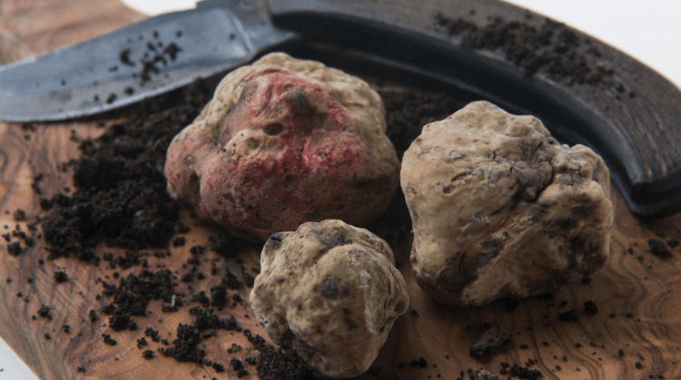 Beyaz Trüfün İzinde İtalya Piedmont Bölgesi Turu