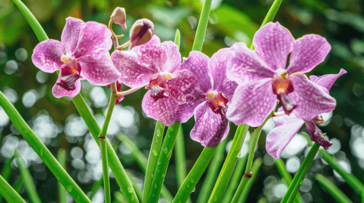 Kuala Lumpur Singapur Bali Turu 8 (Turlar Dahil)