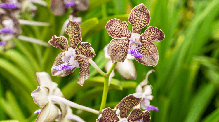 Kuala Lumpur Singapur Bali Turu 9